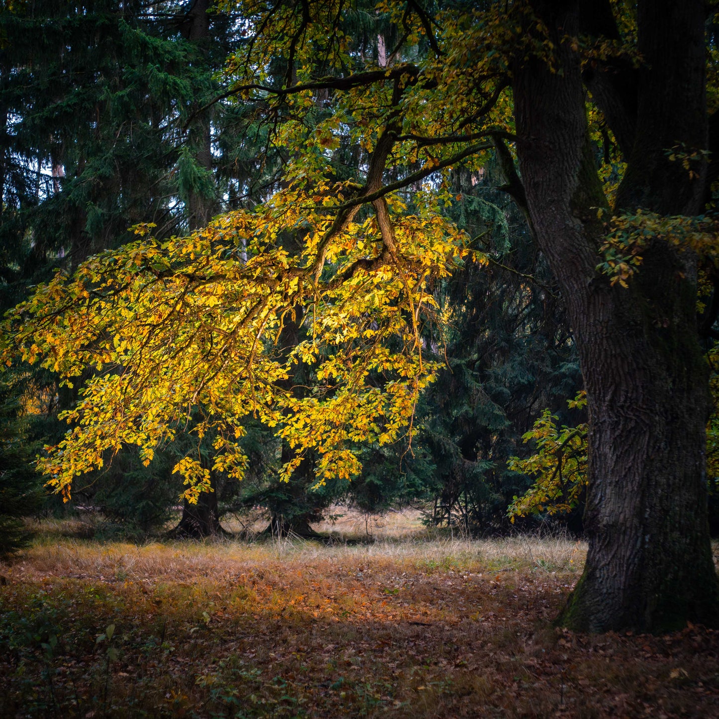 LUT .CUBE MOODY Farblooks 1 | 10 Stück | Kameralooks, Luminar, Premiere etc.