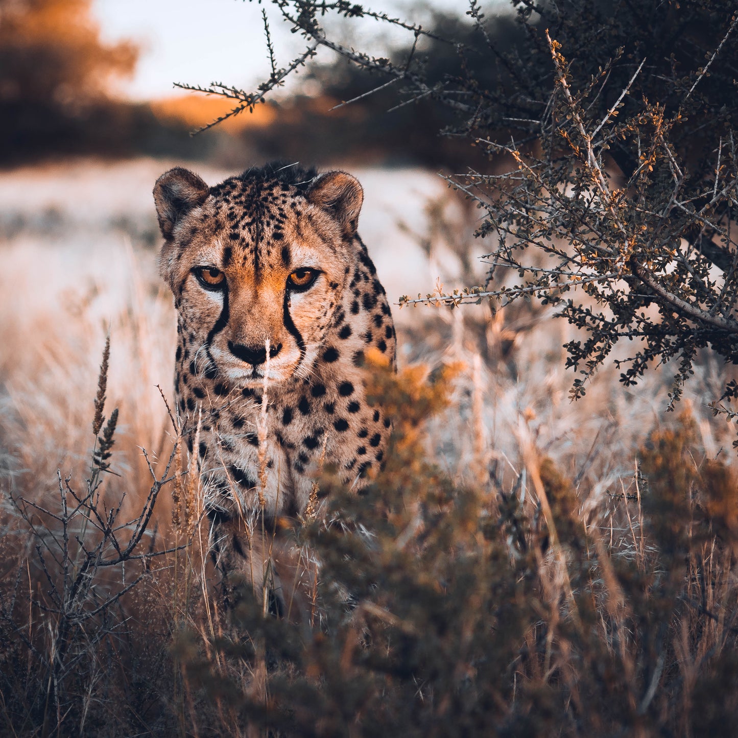 Lightroom Presets Pack 1 | 27 Stück | Landschaft, Milchstraße, Wald