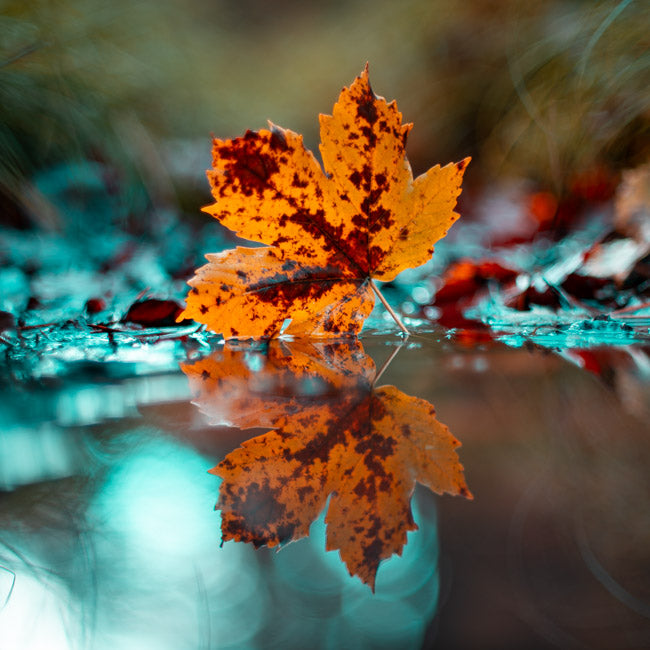 Lightroom Presets Pack 2 | 40 Stück | Jahreszeiten