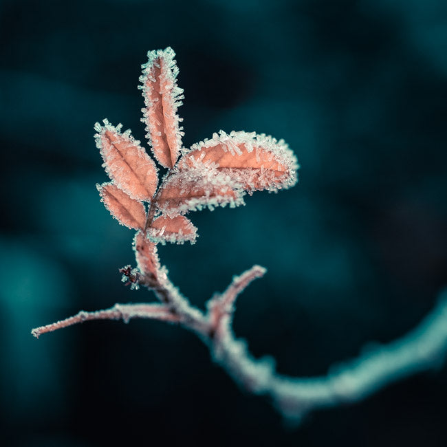 Lightroom Presets Pack 2 | 40 Stück | Jahreszeiten