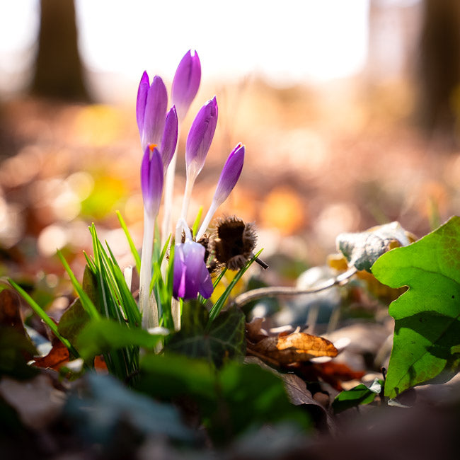 Lightroom Presets Pack 2 | 40 Stück | Jahreszeiten