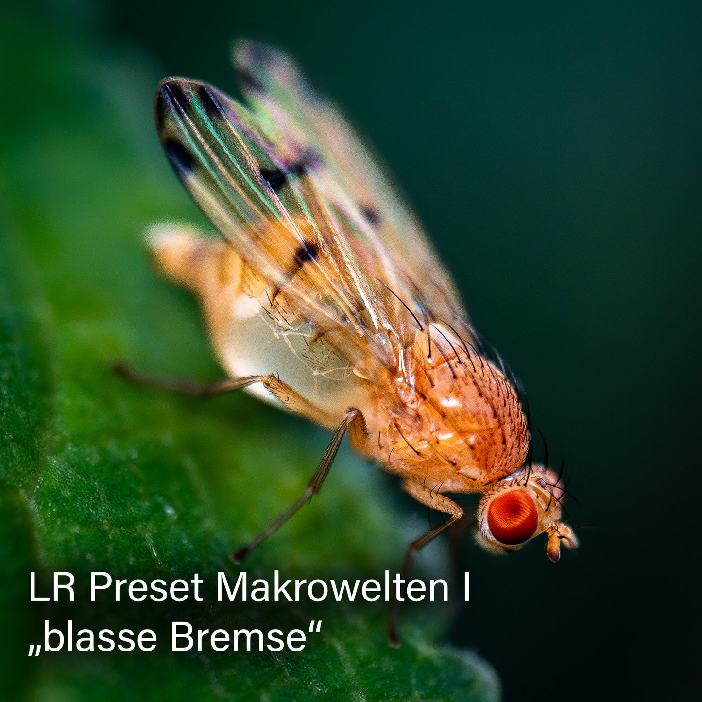 Lightroom Presets Pack 4 KI | 25 stk. | Makrowelten I