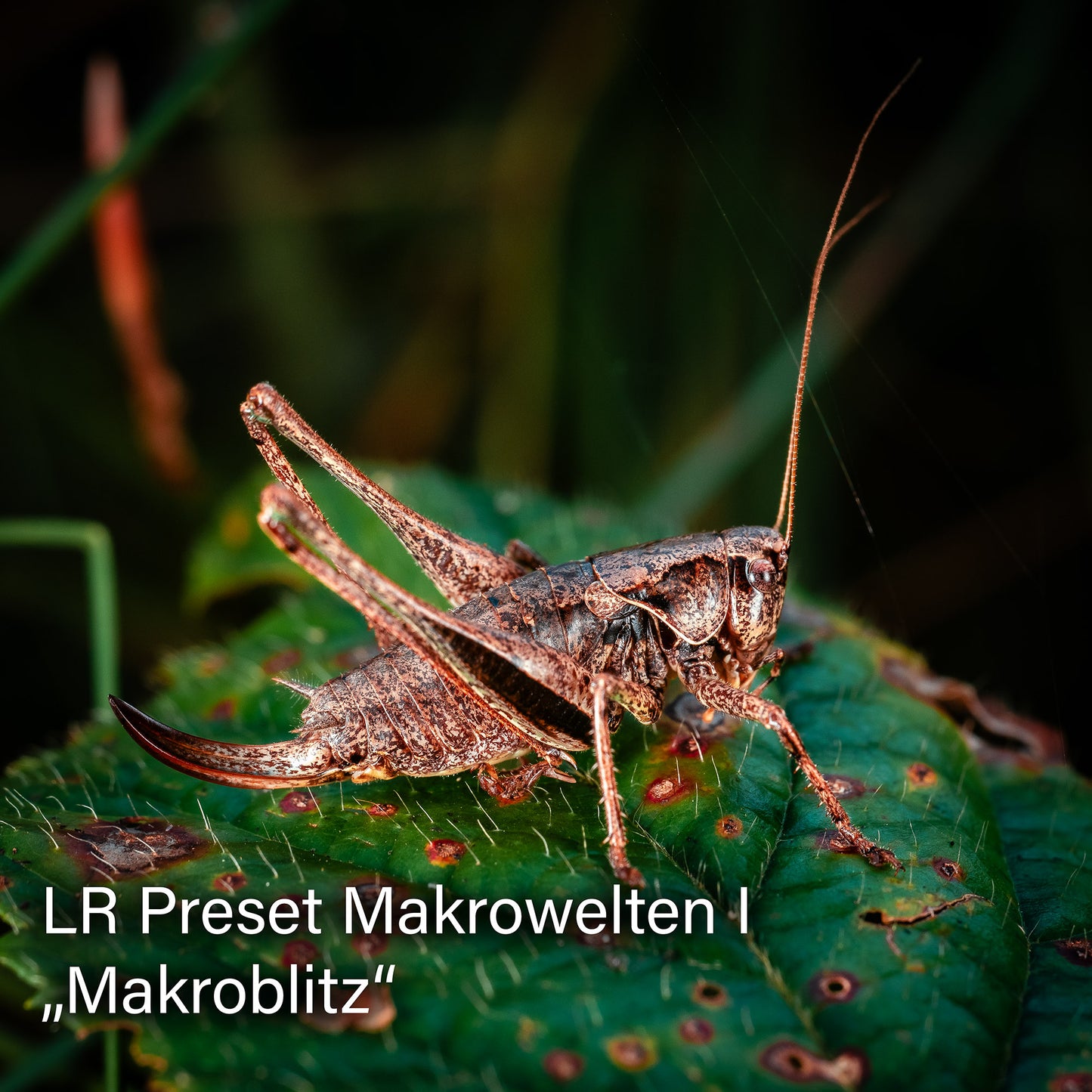 Lightroom Presets Pack 4 KI | 25 stk. | Makrowelten I