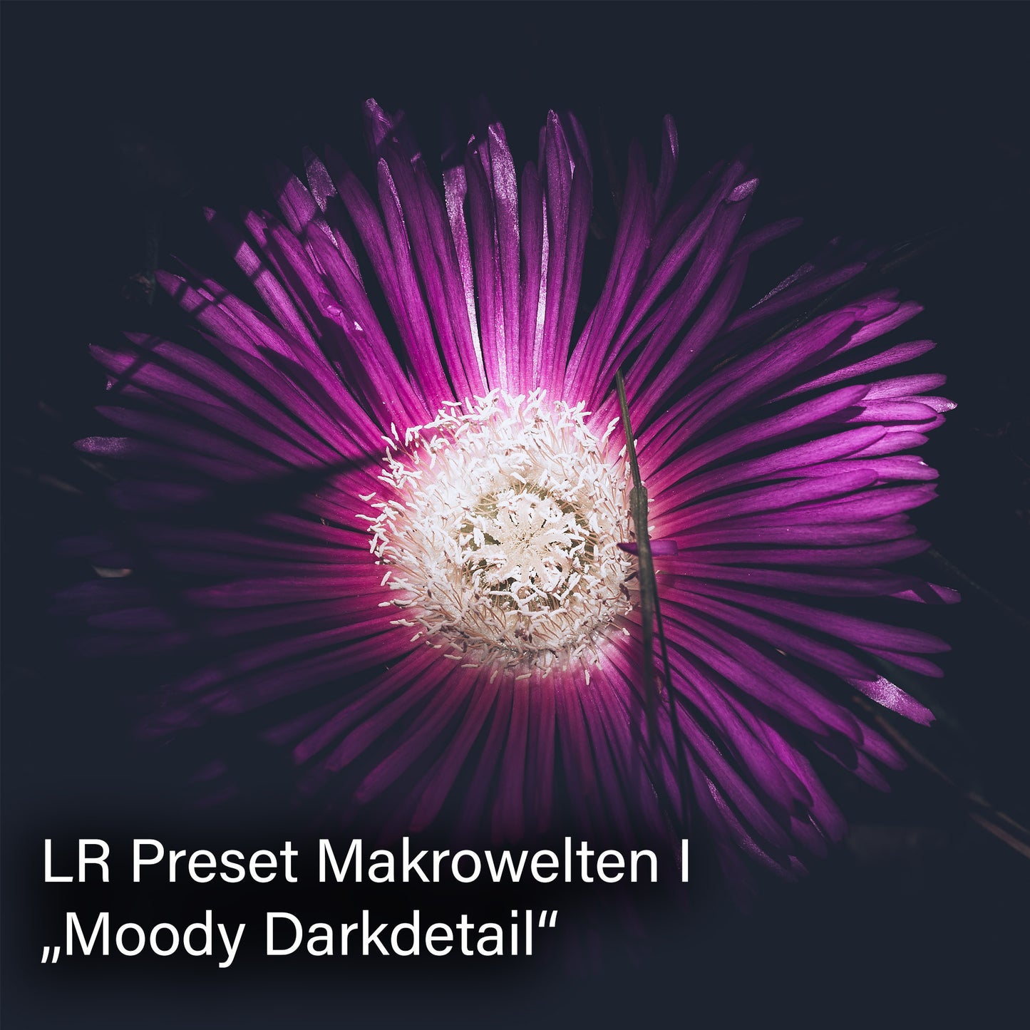 Lightroom Presets Pack 4 KI | 25 stk. | Makrowelten I