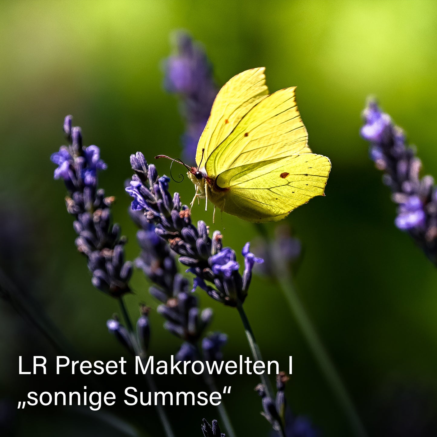 Lightroom Presets Pack 4 KI | 25 stk. | Makrowelten I