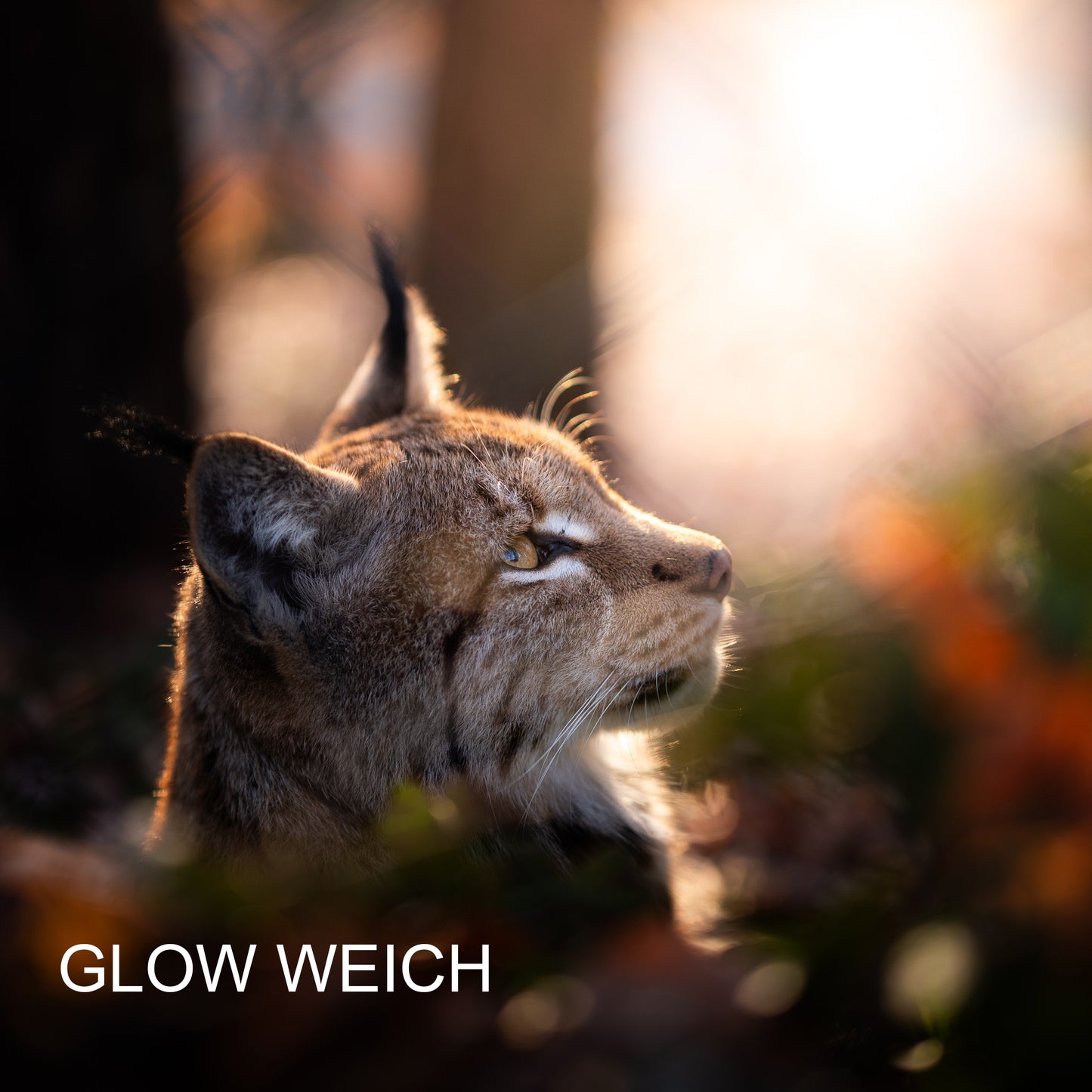 Lightroom Presets Pack 5 | 32 stk. | Amazing Lights