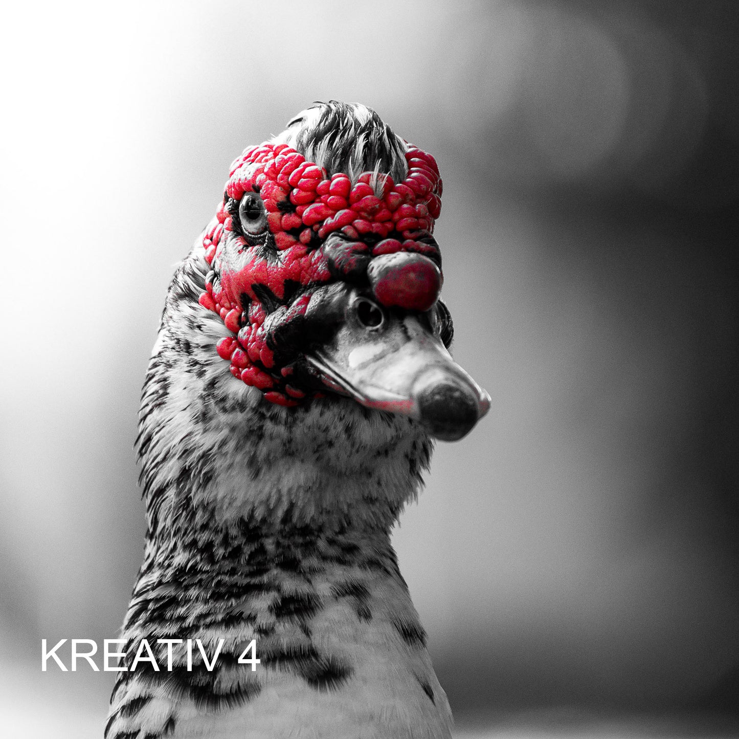 Lightroom Presets Pack 5 | 32 stk. | Amazing Lights